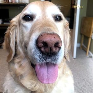 Meet your Posher, Morgan